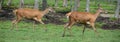 Red deer are ruminants Royalty Free Stock Photo