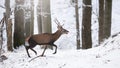 Red deer running in snowy forest in winter from side