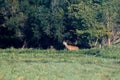 Red deer in runting season Royalty Free Stock Photo