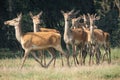 Red deer in runting season Royalty Free Stock Photo