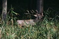 Red deer in runting season