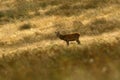 Red Deer during the rut Royalty Free Stock Photo