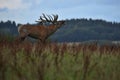 Red deer during the deer rut in the nature habitat of Czech Republic