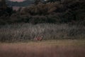 Red deer in rut place during autumn on the meadow Royalty Free Stock Photo