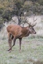 Red deer rut season, Royalty Free Stock Photo