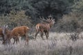 Red deer rut season, Royalty Free Stock Photo