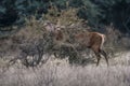 Red deer rut season, Royalty Free Stock Photo