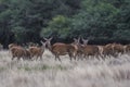 Red deer rut season, Royalty Free Stock Photo