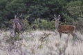 Red deer rut season, Royalty Free Stock Photo