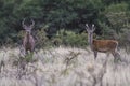 Red deer rut season, Royalty Free Stock Photo