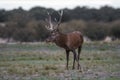 Red deer rut season, Royalty Free Stock Photo