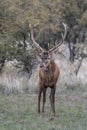 Red deer rut season, Royalty Free Stock Photo