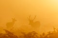 Red Deer rut stag Cervus elaphus rounding up female hinds Royalty Free Stock Photo