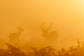 Red Deer rut stag Cervus elaphus rounding up female hinds