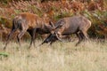 Red deer rutting. Royalty Free Stock Photo