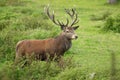 Red deer rutting season