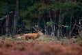 Red deer, rutting season, Czech Republic. Deer stag, bellow majestic powerful adult animal outside wood, big animal in forest habi