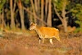 Red deer, rutting season, Hoge Veluwe, Netherlands. Deer stag, majestic powerful animal outside the wood, big animal in forest