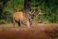 Red deer, rutting season, Hoge Veluwe, Netherlands. Deer stag, majestic powerful animal outside the wood, big animal in forest