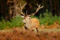 Red deer, rutting season, Hoge Veluwe, Netherlands. Deer stag, bellow majestic powerful animal outside wood, big animal in forest Royalty Free Stock Photo