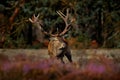 Red deer, rutting season, Hoge Veluwe, Netherlands. Wildlife scene from nature. Heath Moorland, autumn animal behavior. Red deer