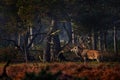 Red deer, rutting season, Hoge Veluwe, Netherlands. Wildlife scene from nature. Heath Moorland, autumn animal behavior