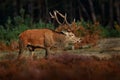 Red deer, rutting season, Hoge Veluwe, Netherlands. Wildlife scene from nature. Heath Moorland, autumn animal behavior