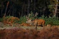 Red deer, rutting season, Hoge Veluwe, Netherlands. Wildlife scene from nature. Heath Moorland, autumn animal behavior