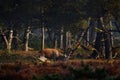 Red deer, rutting season, Hoge Veluwe, Netherlands. Wildlife scene from nature. Heath Moorland, autumn animal behavior