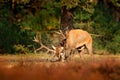 Red deer, rutting season, mud clay water bath. Deer stag, bellow majestic powerful adult animal outside wood, big animal in forest