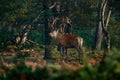 Red deer, rutting season, Slovakia. Deer stag, bellow majestic powerful adult animal outside wood, big animal in forest habitat,