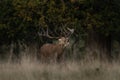 Red deer, cervus elaphus, Europe