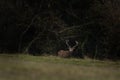 red deer, cervus elaphus