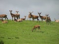 Red Deer Scottish Highlands Royalty Free Stock Photo