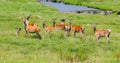 Red deer on Scottish island Royalty Free Stock Photo