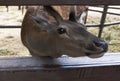 Red deer shoved his in fencing muzzle and begging for delicacy Royalty Free Stock Photo