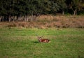 Red deer sitting in a grass field with green trees in the background Royalty Free Stock Photo