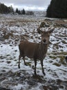 Red deer