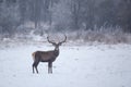 Red deer in snow Royalty Free Stock Photo