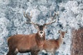 Red deer in a snowy fairy forest. Winter fairy tale.