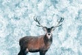 Red deer in the snowy forest. Winter wonderland. Christmas image.