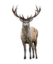 Red deer from a splash of watercolor, colored drawing, realistic Royalty Free Stock Photo