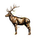 Red deer from a splash of watercolor, colored drawing, realistic Royalty Free Stock Photo