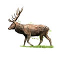 Red deer from a splash of watercolor, colored drawing, realistic Royalty Free Stock Photo