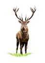 Red deer from a splash of watercolor, colored drawing, realistic Royalty Free Stock Photo