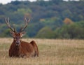 Red Deer Stag Royalty Free Stock Photo
