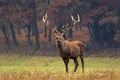 Red deer stag Royalty Free Stock Photo