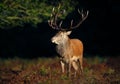 Red deer stag against dark background during rut in autumn Royalty Free Stock Photo