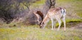 Red deer stag with antlers in spring, forest of Amsterdamse Waterleidingduinen in the Netherlands, wildlife in the woodland