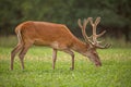 Red deer stag with antlers in velvet Royalty Free Stock Photo